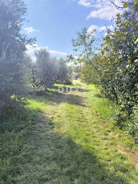 ISTRA, PULA - Građevinsko zemljište + maslinik 5800 m2