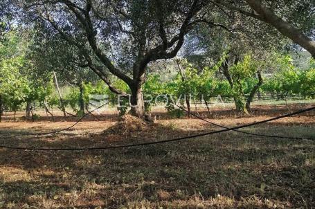 Istra, Rovinj, poljoprivredno zemljište 8271 m2