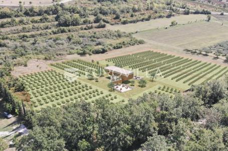Istra, predivno zemljište 26.700 m² pogodno za vinograd sa vinskim podrumom