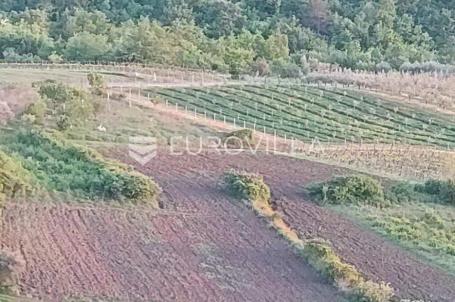 Istra, Draguć, poljoprivredno zemljište pogodno za vinograd 11174m2 tik ispod naselja