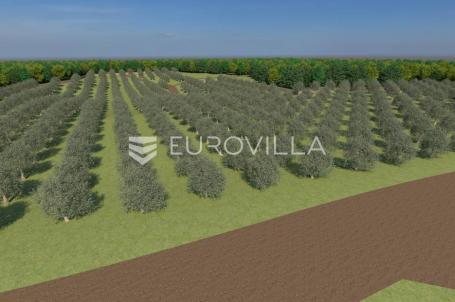 Istra, Bale, poljoprivredno zemljište 12200 m² s mogućnošću gradnje gospodarskog objekta