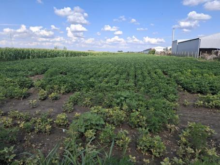 Plac 9.444m Futog Industrijska zona