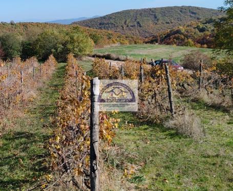 Vinograd oko 6500 čokota, sorta Merlot 50% i sorta Cabernet Souvignon isto 50%, vinograd je uveden u