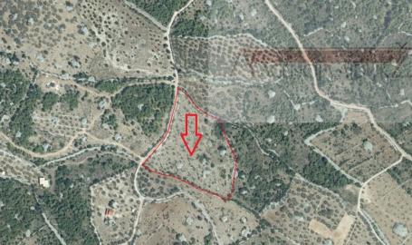 Sutivan Poljoprivredno zemljište 11070 m2 sa 120 maslina
