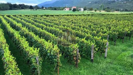 Organski vinograd u najlepšem delu Crne Gore