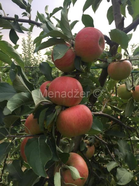 Irig zemljište pod voćem 10,7ha