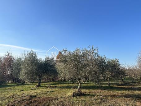 Umag, okolica - atraktivno poljoprivredno zemljište s maslinikom