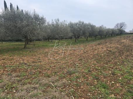 Tri građevinske parcele u Galižani