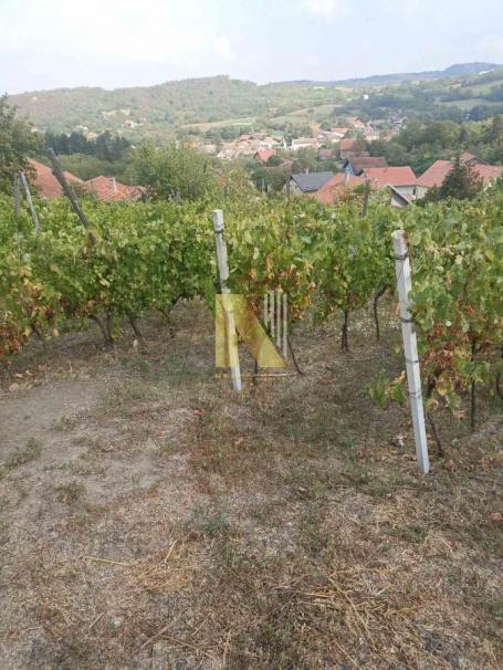 Na prodaju vinograd i voćnjak u punom rodu – Beočin selo