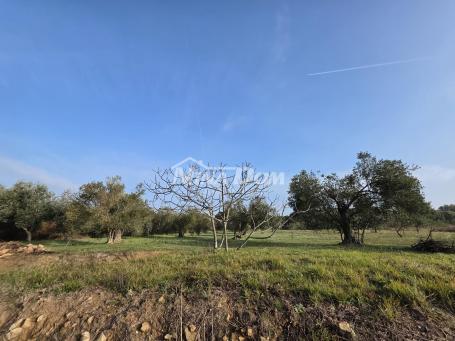 Petrčane maslinik sa panoramskim pogledom i pristupnim putem