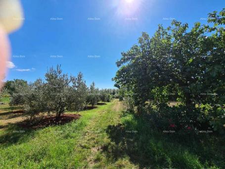 Bauland