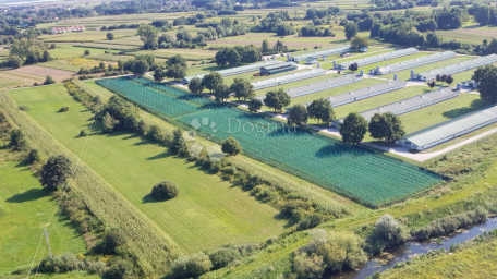 Investicijska prilika – uhodana plantaža EKO borovnice (3,5 ha, 12.000 sadnica)