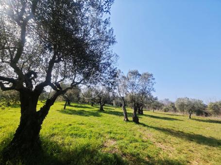 Poljoprivredno zemljište s maslinikom u Fažani, 800 m od mora