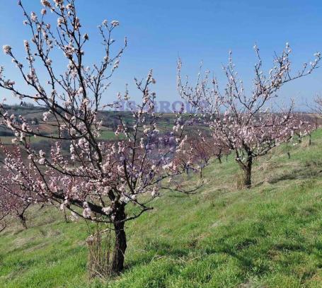 Na prodaju više parcela u Sremskim Karlovcima