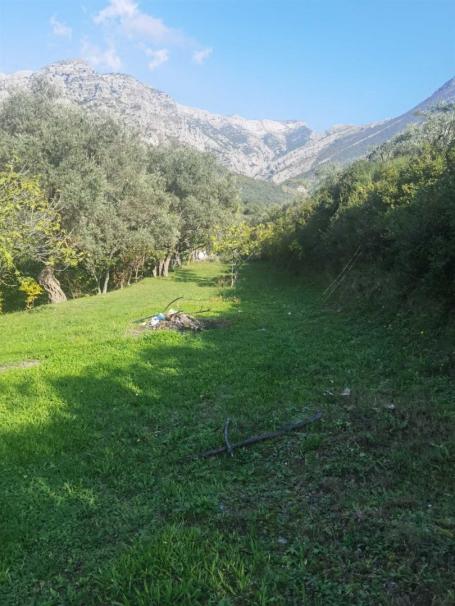 House in Old Bar with olive grove
