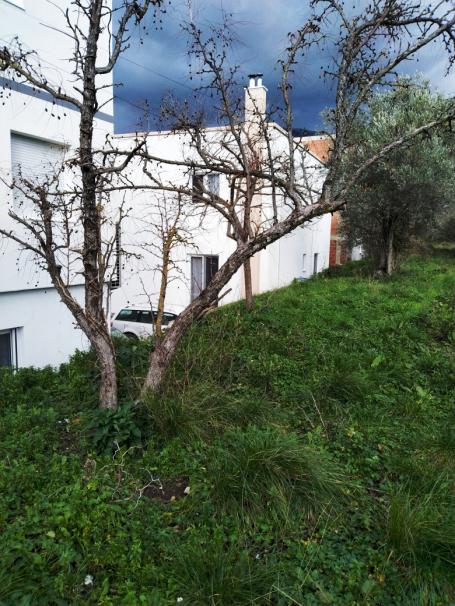 Plot with rusheva in Bartul
