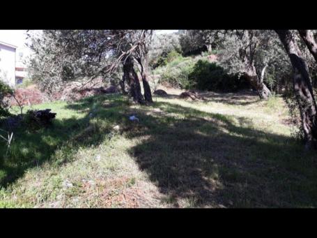 Plot in Petrovac