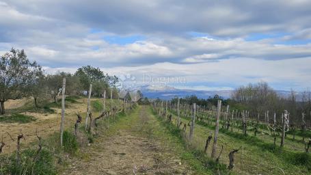 VINOGRAD U OLOICI PAZINA - POGLED NA UČKU I MORE