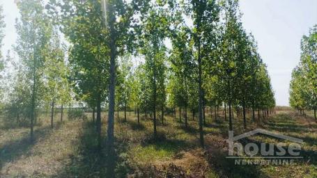 ZRENJANIN - BAGLJAŠ - 135000.00 m2
