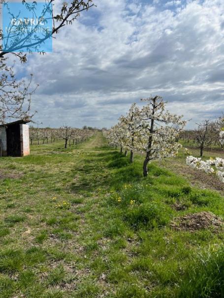Prodaja, Poljoprivredno zemljište, 0m2 , Širi centar