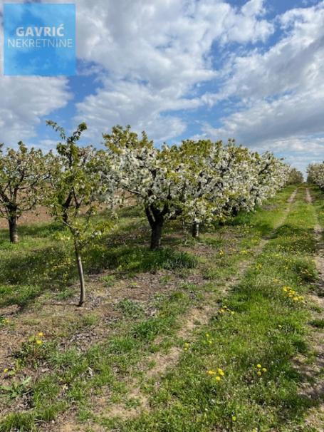 Prodaja, Poljoprivredno zemljište, 0m2 , Krušedol
