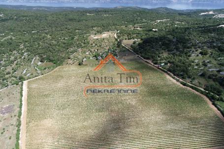 BRAČ - BRUSJE VINOGRAD, RIJETKO NA TRŽIŠTU