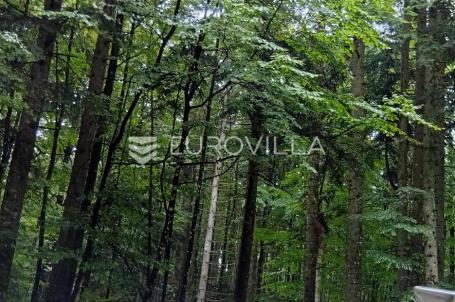 Vrbovsko, Lukovdol, šuma površine 31 000 m²