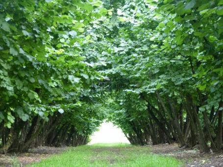 Građevinsko zemljište 4,6 ha – Jakovo (EXPO zona) + lešnik u rodu + kuća