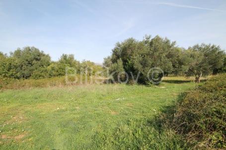 Kaštel Štafilić, poljoprivredno zemljište 1466m2, prodaja