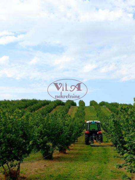 Sremska Mitrovica, Ležimir, Fruška gora, Plantaža lešnika u punom rodu