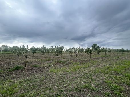 Plantaža lešnika, investicija sa ozbiljnim potencijalom. Preporuka!