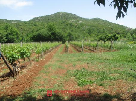 Vinograd sa 1300 čokota i kompletnom infrastrukturom – Drušići, blizu Skadarskog