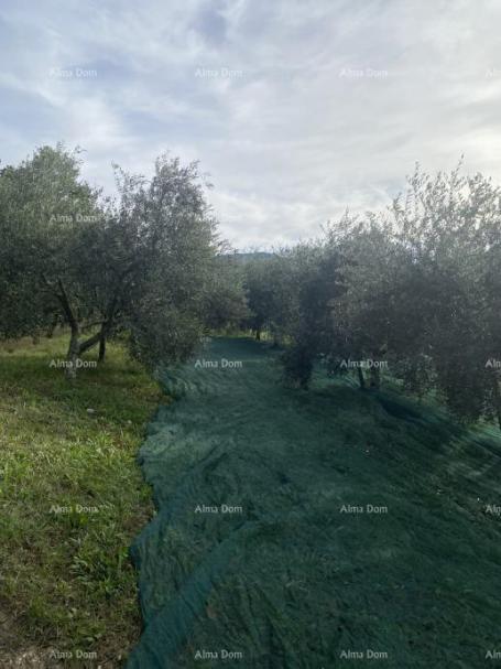 Građevinsko zemljište Cerovlje, građevinsko zemljište površine 1.575 m²