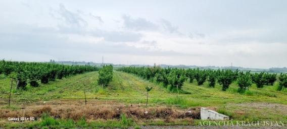 Prodaja, Plac, Okolina