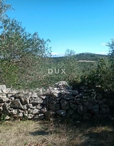 OTOK UGLJAN, KALI - Tradicionalan maslinik na otoku Ugljanu