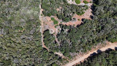 OTOK CRES, PUNTA KRIŽA - Prostrano poljoprivredno zemljište 58500 m2, blizu mora s pristupnim putem