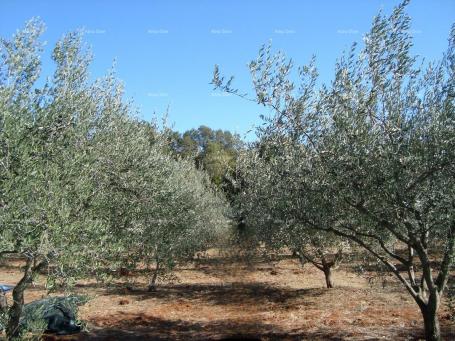 Building land AGRICULTURAL LAND! OLIVE GROVE! !Valtura!