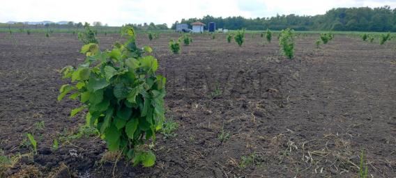 Plantaža lešnika na 5,12 ha u selu Cerovac kod Kragujevca