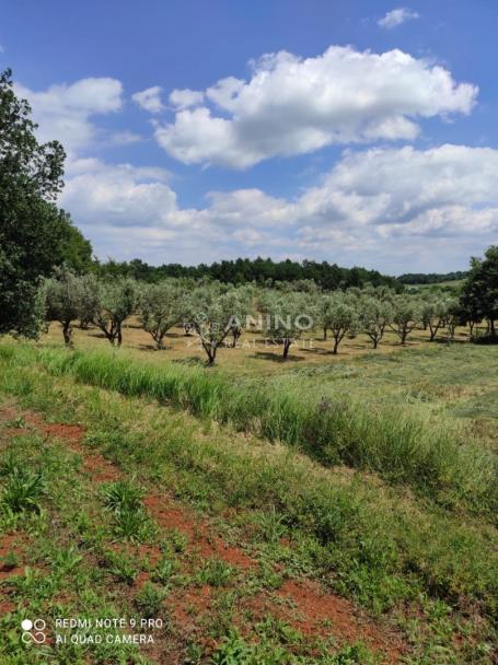 Maslinik s potencijalom – 3.280 m², 80 maslina, Istra