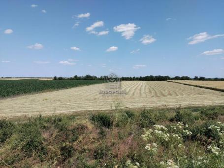 Krnješevci, Stara Pazova ID#7769