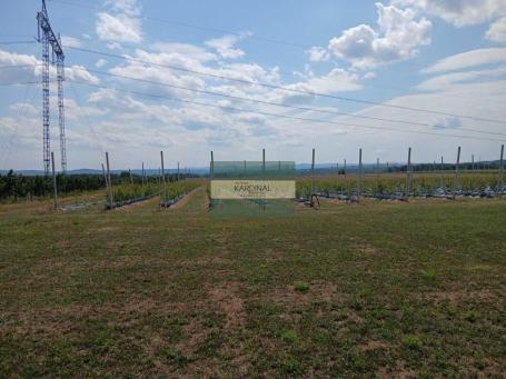 Ekskluzivno imanje sa plantažom borovnica, 2,85 ha u celini