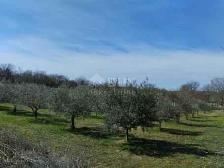 ISTRA, LIŽNJAN - Prostran maslinik na prodaju