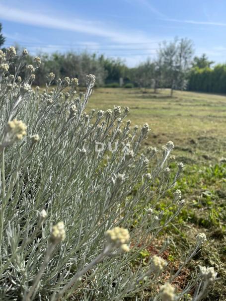ISTRA, LOBORIKA - Građevinska zemljišta s puno potencijala