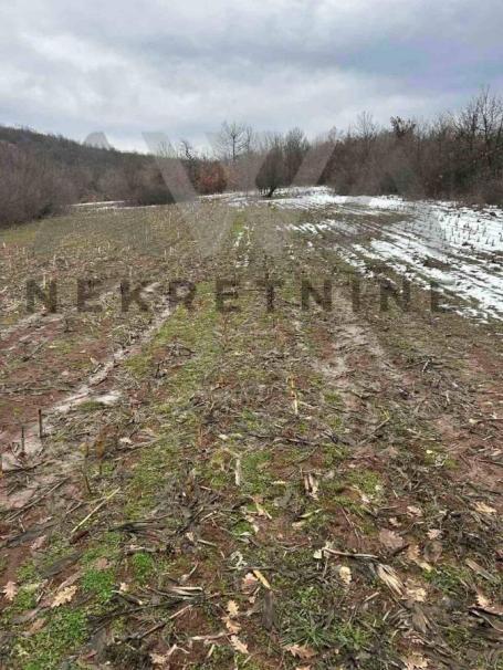 Boljevac - Bačevica,  poljoprivredno zemljište površine  oko 10ha