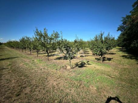Vinograd i voćnjak na 3.94ha Bački Monoštor