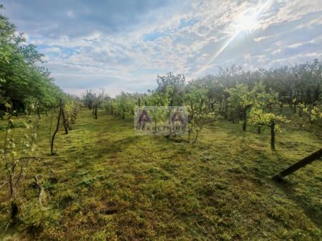Sivac – Imanje sa vinogradom, voćnjakom i vinskim podrumom, 74 ara
