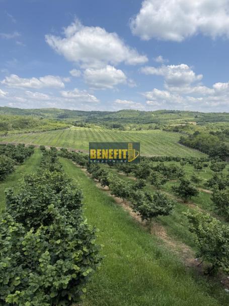 Zemljište 8,4ha zasad lešnika i oraha (+kuća 200m2)