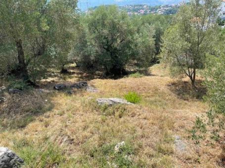 Urbanized plot with olive grove in Herceg Novi