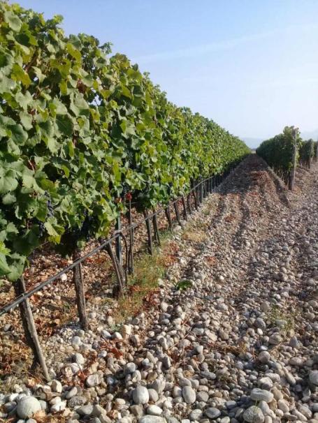 Plot with vineyards in Podgorica for sale