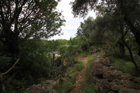 Plot 2650 m2 in Reževići with sea view